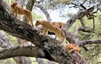 manyara